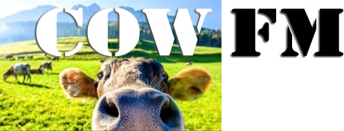 COW FM - Casino - 107.9 FM (MP3) logo